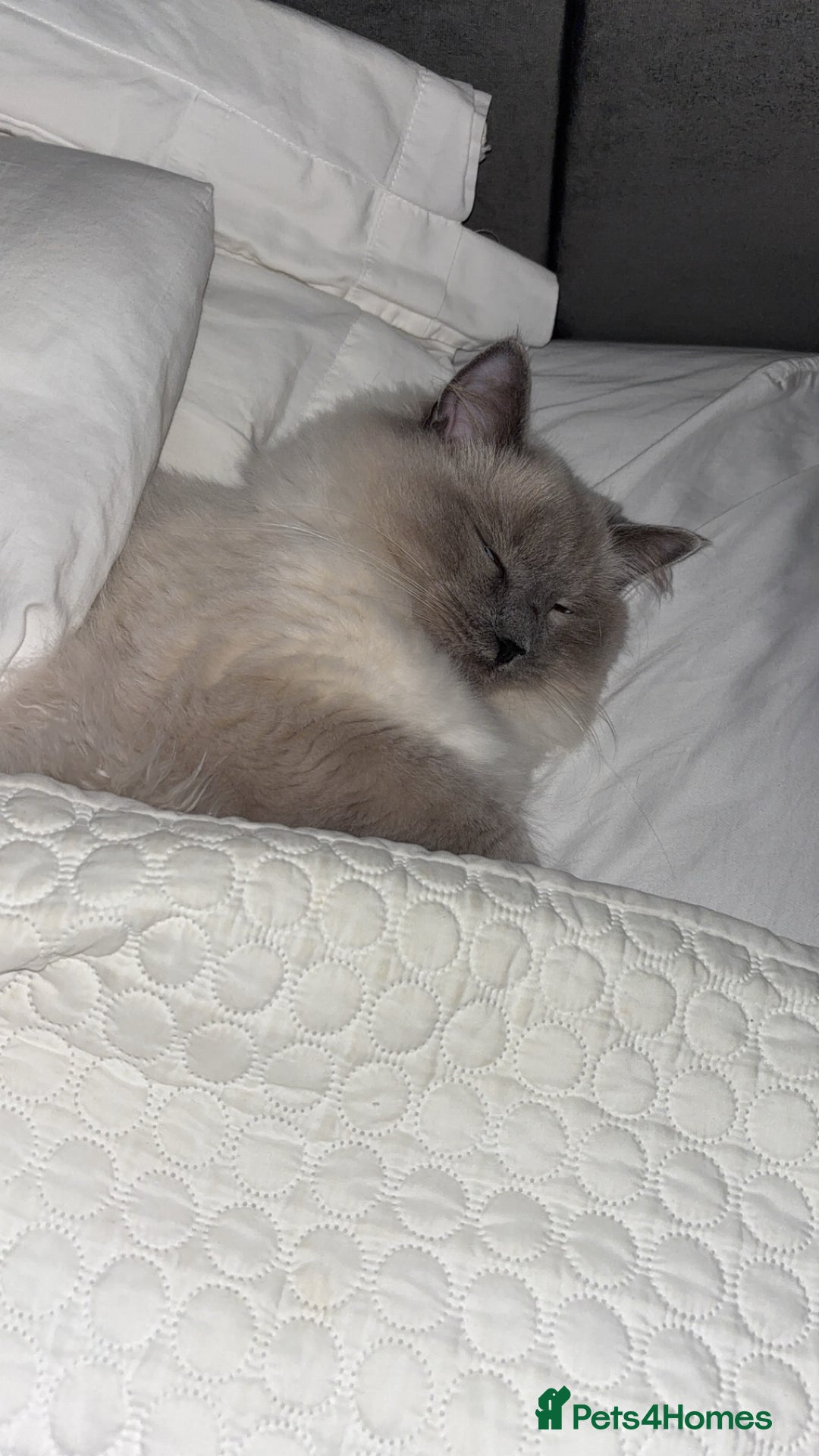 Ragdoll cats for sale: Male ragdoll   - Advert 4