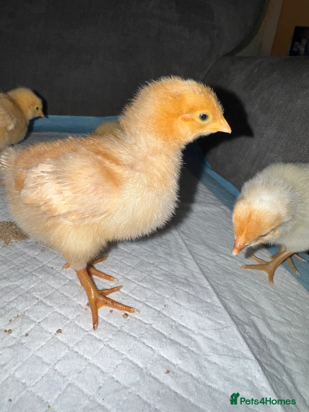Chickens poultry for sale: Mixed breed chicks  - Advert 2
