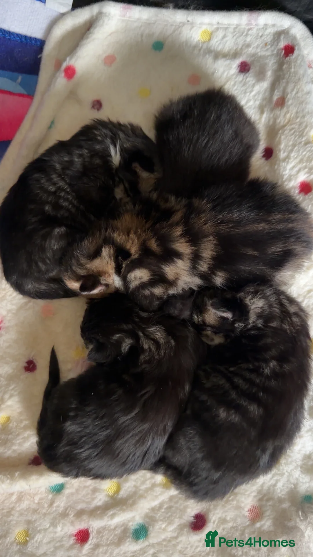 Maine Coon cats for sale: Mainecoon kittens tabby girl and boys  - Advert 1