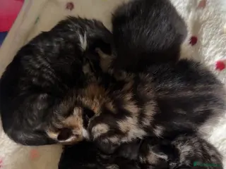 Maine Coon cats Mainecoon kittens tabby girl and boys - Advert 1