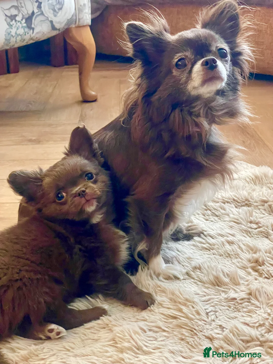 Chihuahua dogs for sale: Long-Haired Auburn Apple Head Chihuahua Puppies - Advert 1