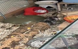 Hamster rodents for sale: Putting out feelers for Willow - Image 2