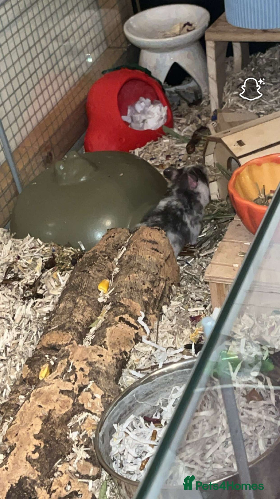 Hamster rodents for sale: Putting out feelers for Willow - Image 2