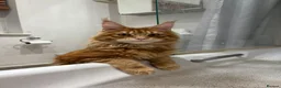Maine Coon cats for sale: Beautiful maincoon cross ragdolls  - Advert 2