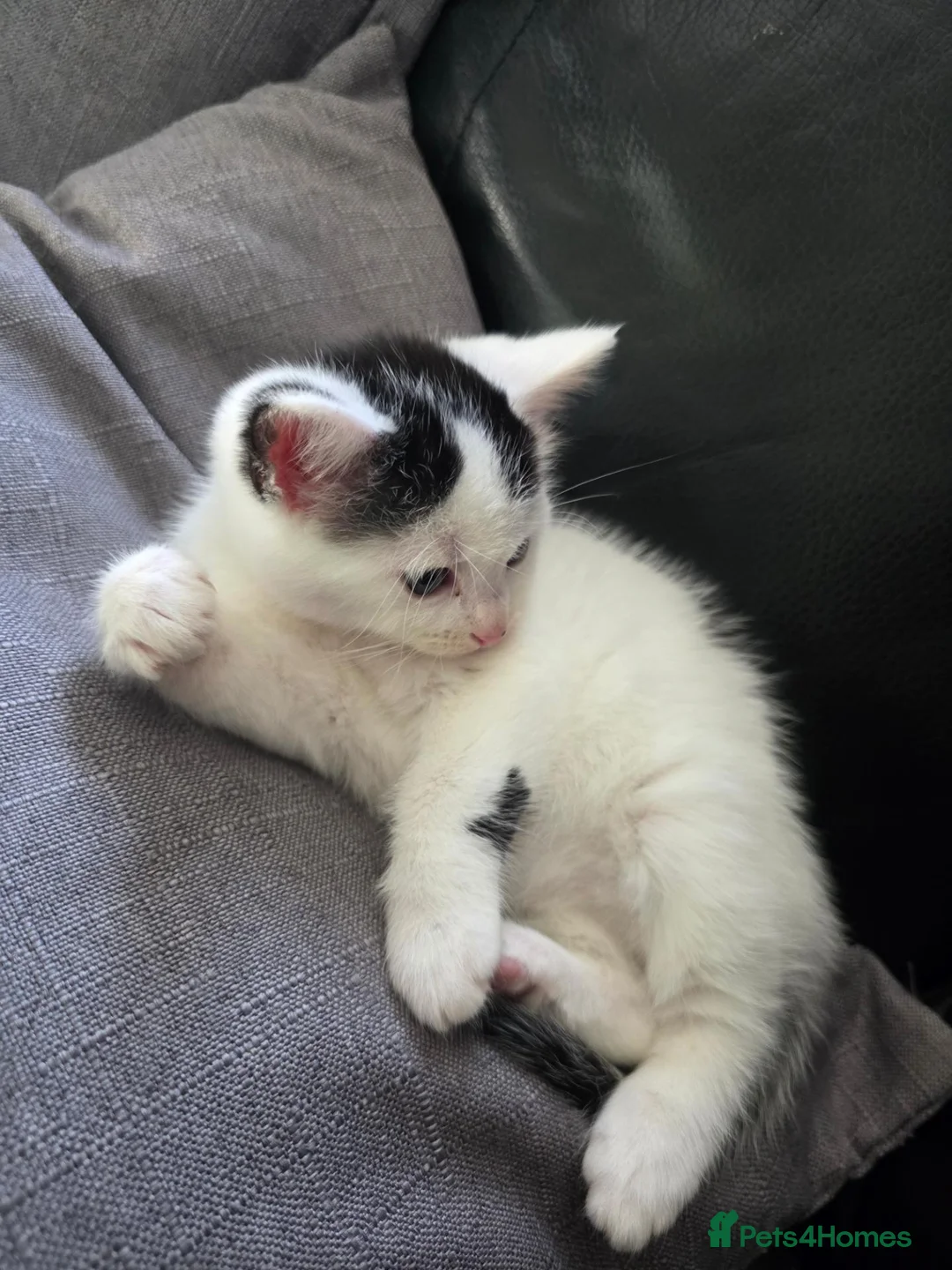 Mixed Breed cats for sale: 2 Ragdoll x Tabby Kittens | Boys | Ready Soon 🏡 - Advert 2