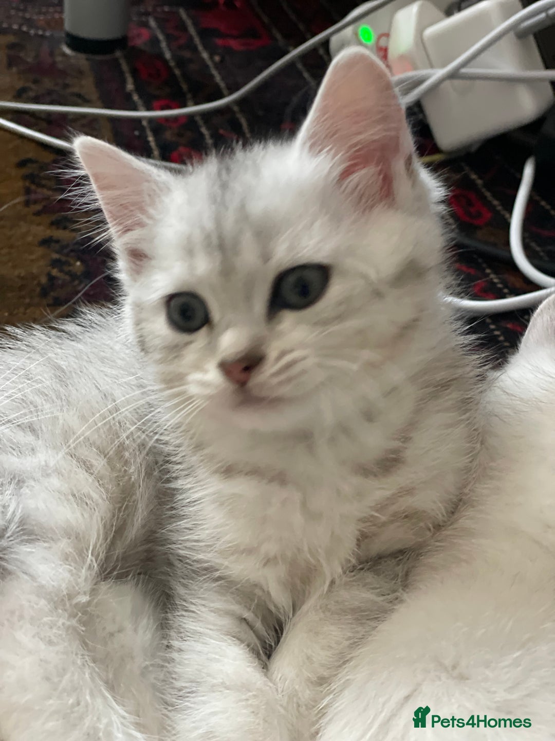British Shorthair cats for sale: 4 Beautiful British short hair & Ragdoll kittens - Image 14
