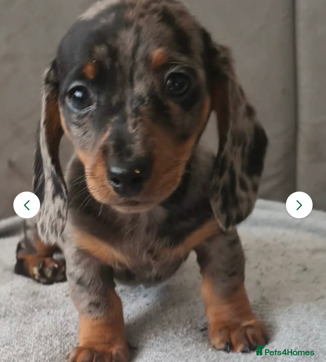 Miniature Dachshund dogs for sale: Last boy ready to leave  - Image 3