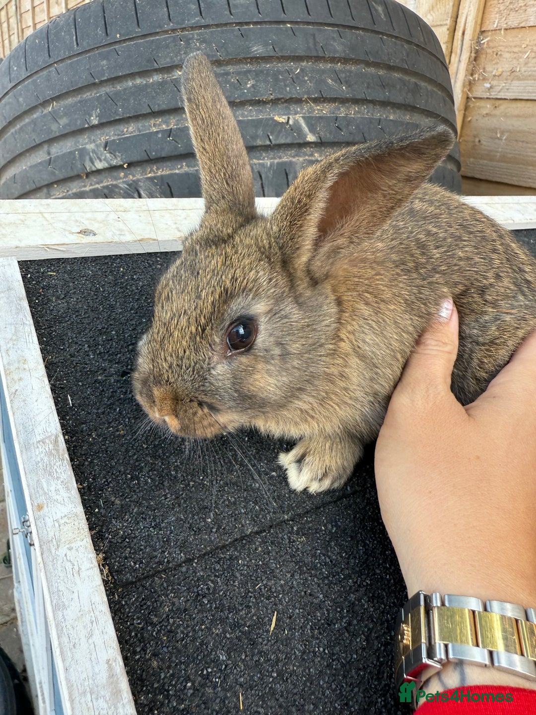 Harlequin rabbits for sale: 2 harlequin doe’s for sale - Image 2