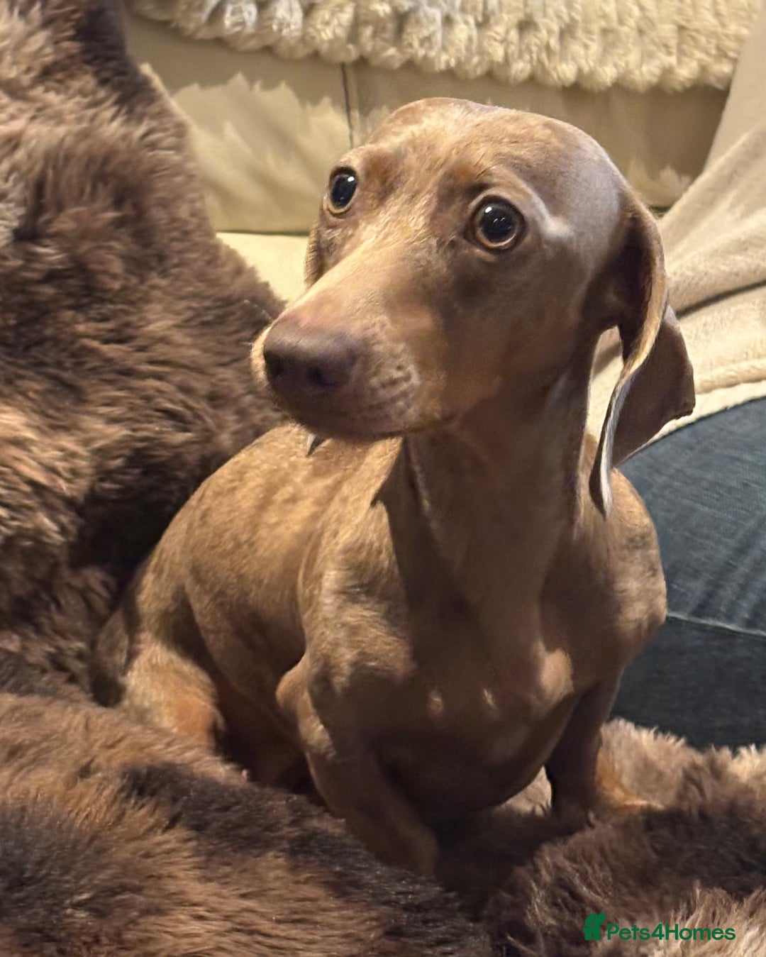 Dachshund dogs for sale: Female dachshund  - Image 2