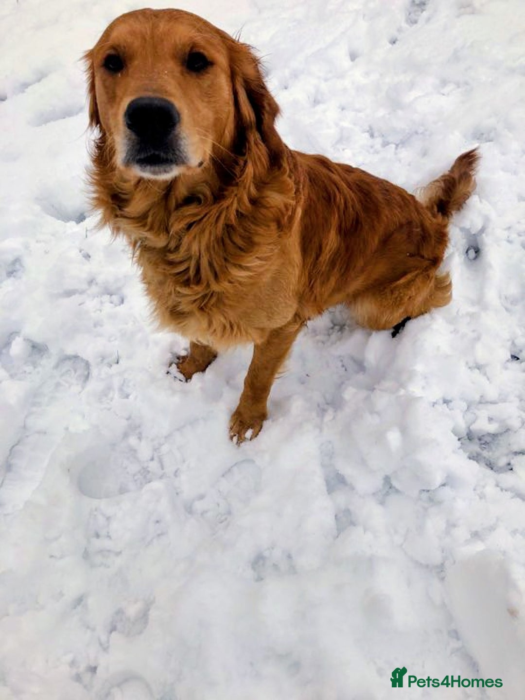 Golden Retriever dogs for sale: ⭐ DARK Golden retriever puppies 🐶 - Advert 4