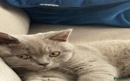 British Shorthair cats for sale: British Shorthair 6 months old Male for Sale - Image 2