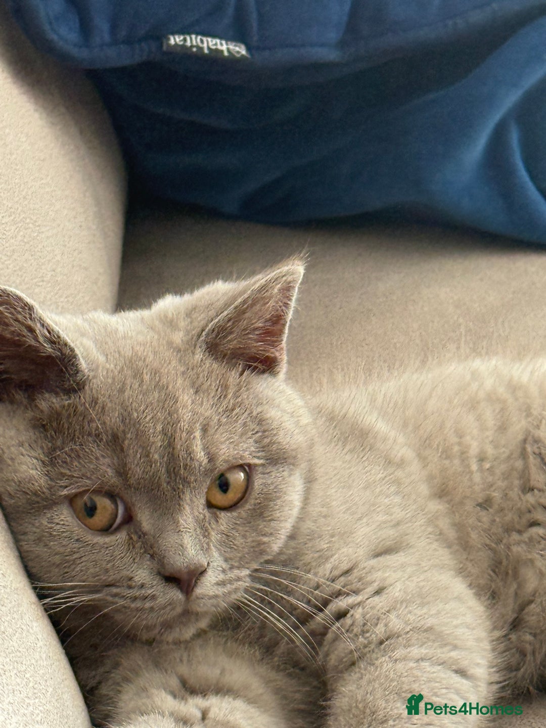 British Shorthair cats for sale: British Shorthair 6 months old Male for Sale - Image 2