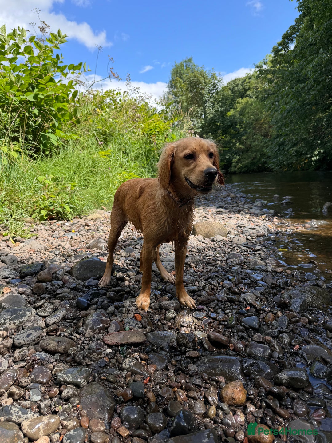 Mixed Breed dogs for sale: Molly 18 Month Old Cocker SpanielxGolden Retriever - Image 13
