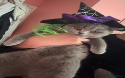 British Shorthair cats for sale: Beautiful British shorthair girl ready now - Advert 5