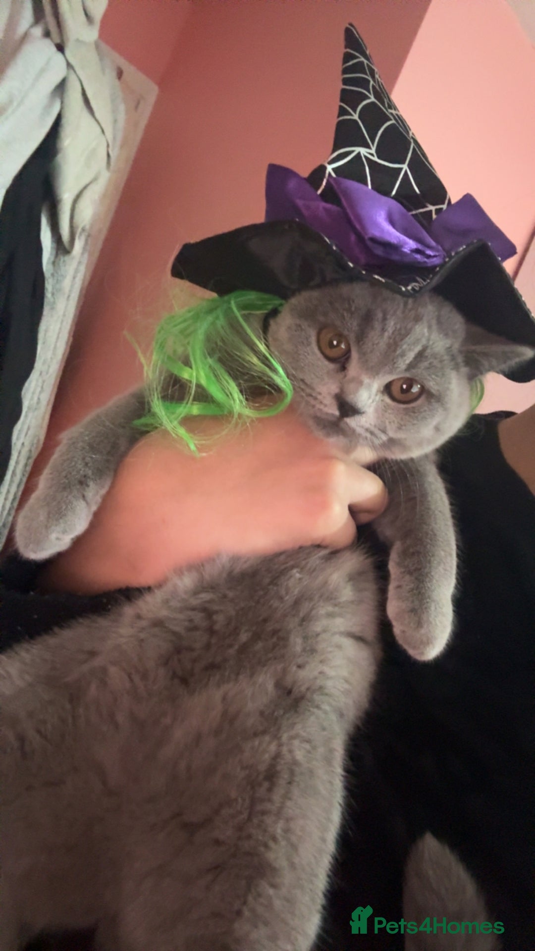 British Shorthair cats for sale: Beautiful British shorthair girl ready now - Advert 5