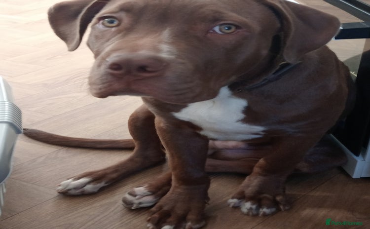 Mixed Breed dogs - Advert 2
