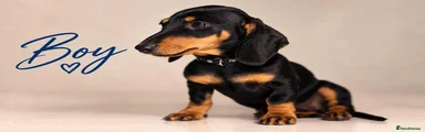 Miniature Dachshund 1