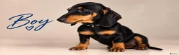 Miniature Dachshund dogs for sale: Pra clear miniature dachshund  - Advert 4