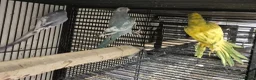 Parakeets birds for sale: Finches canarys doves parakeets parrots  - Advert 14