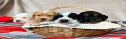 Cocker Spaniel dogs for sale: SHOW TYPE COCKER SPANIEL PUPPIES  - Advert 15