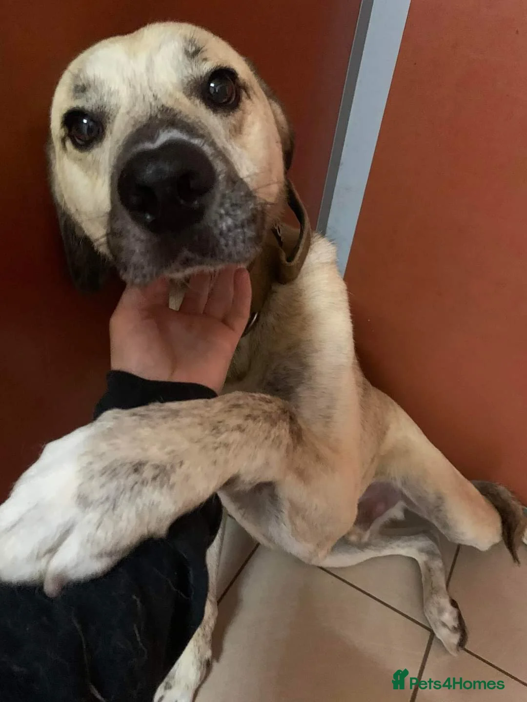 Mixed Breed dogs for adoption: Meet Ziggy, currently residing in Cheshire  in Nantwich - Advert 15