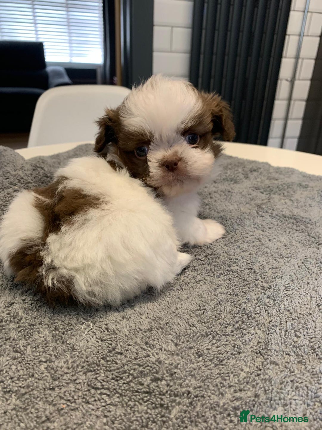 Shih Tzu dogs for sale: Shih Tzu puppies ready 27 th August  - Image 15