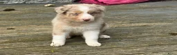Border Collie dogs for sale: Border collie puppies - Advert 7
