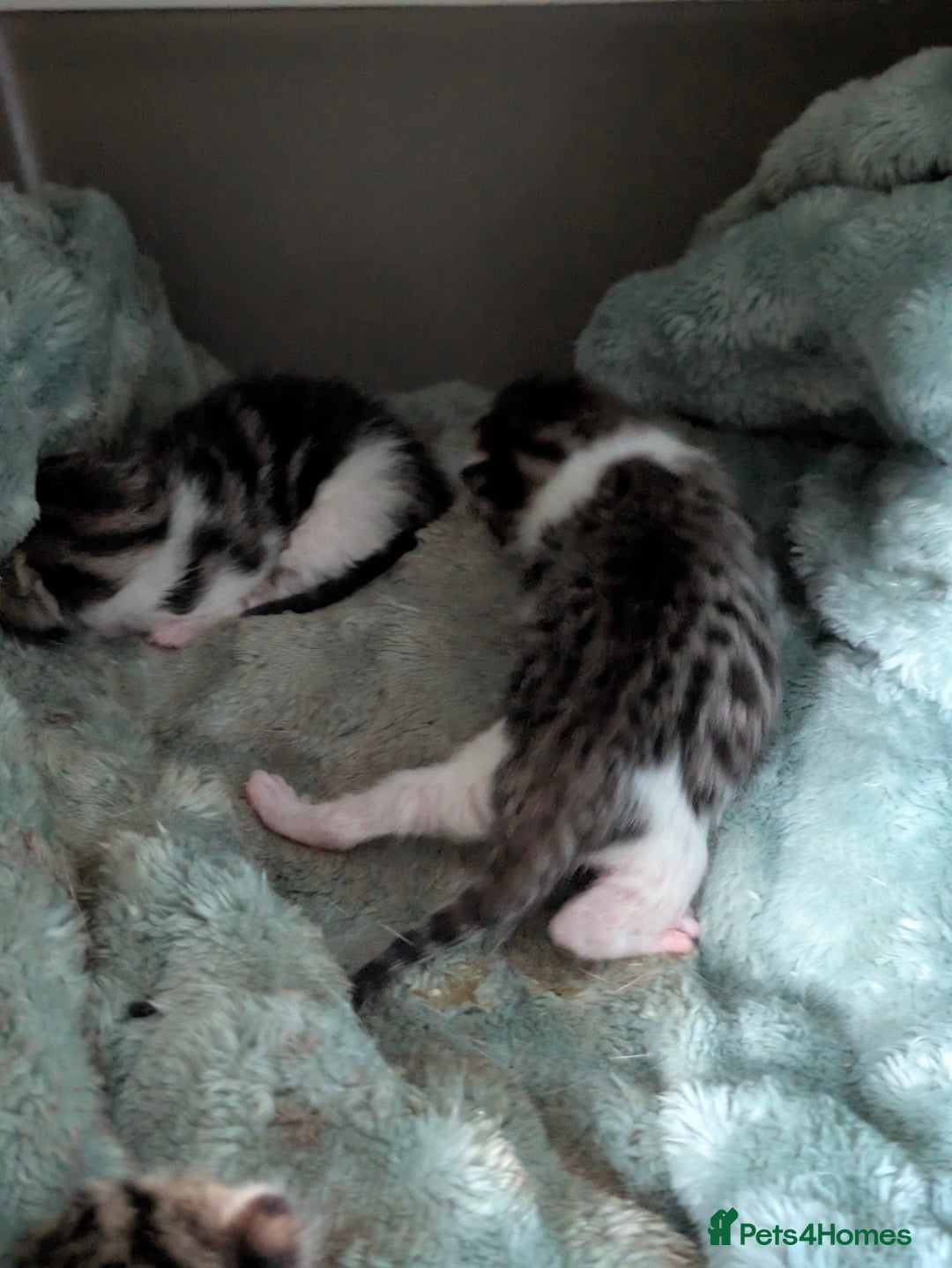 Mixed Breed cats for sale: 4 stunning kittens  - Image 9
