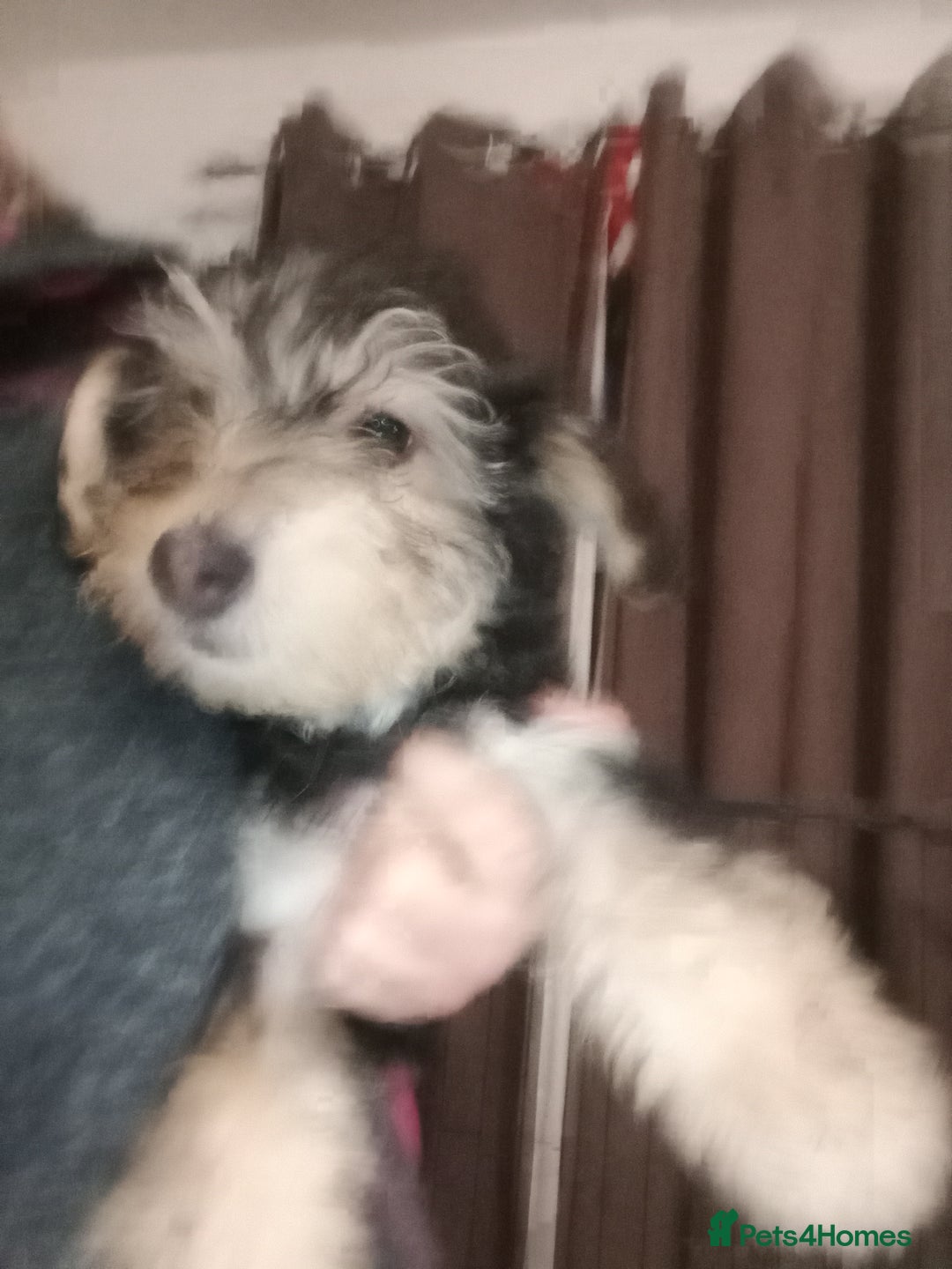 Mixed Breed dogs for sale: Cockapoo x jack Russell DNA health tested clear m - Advert 16