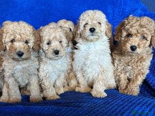 Cavapoo dogs - Advert 26