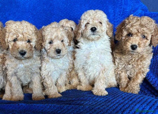 Cavapoo dogs - Advert 1