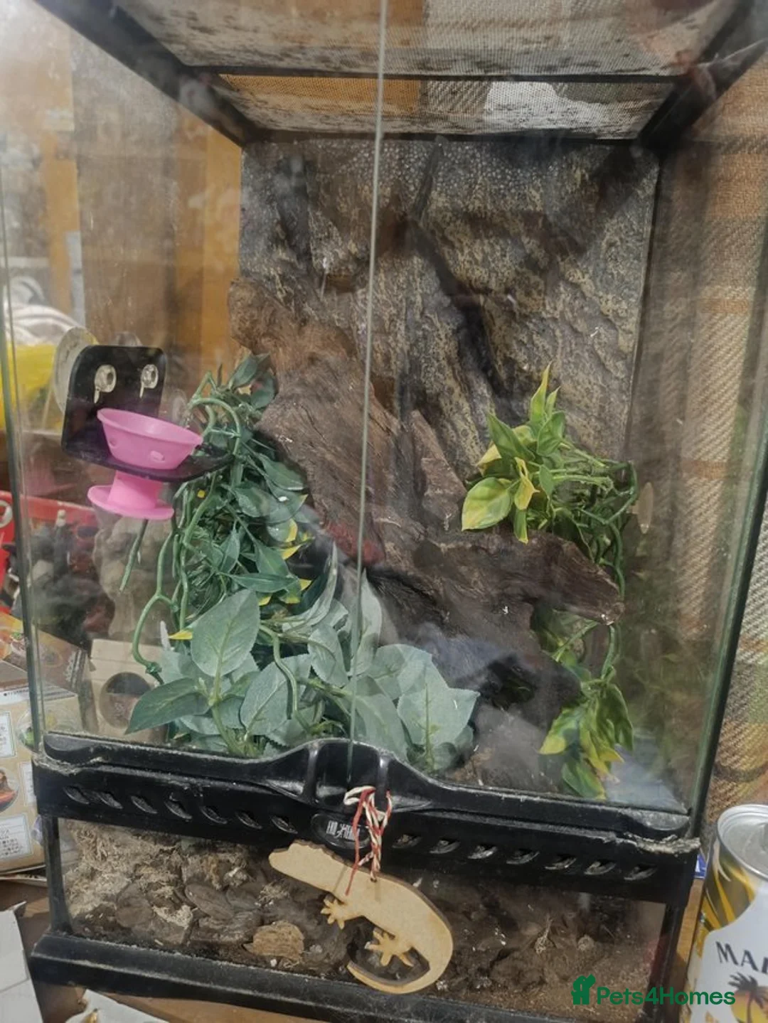 Gecko reptiles for sale: Cr sted Gecko high-end female - Advert 4
