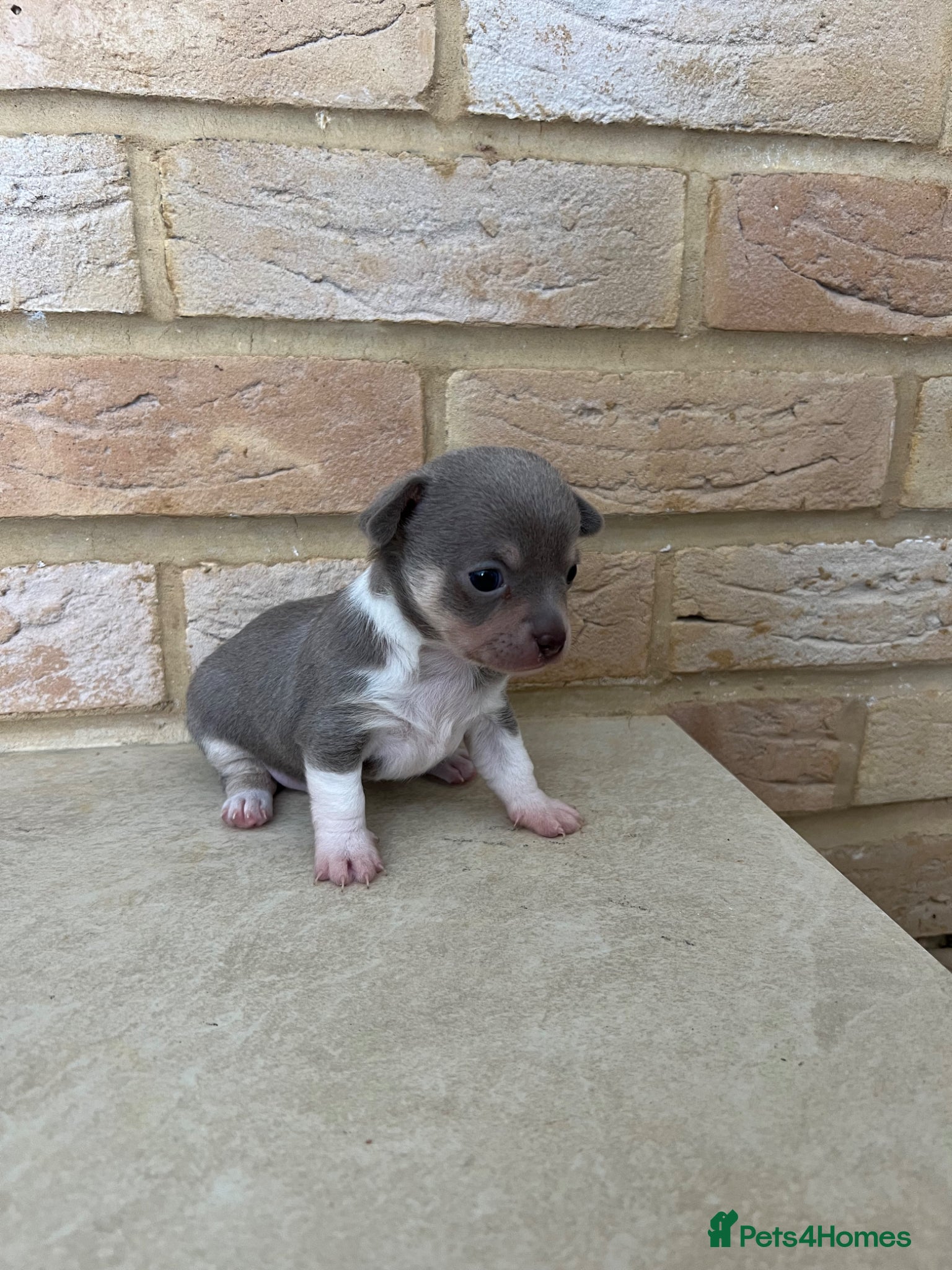 Chihuahua dogs Gorgeous tiny chihuahua puppies ready to reserve💜 - Advert 5