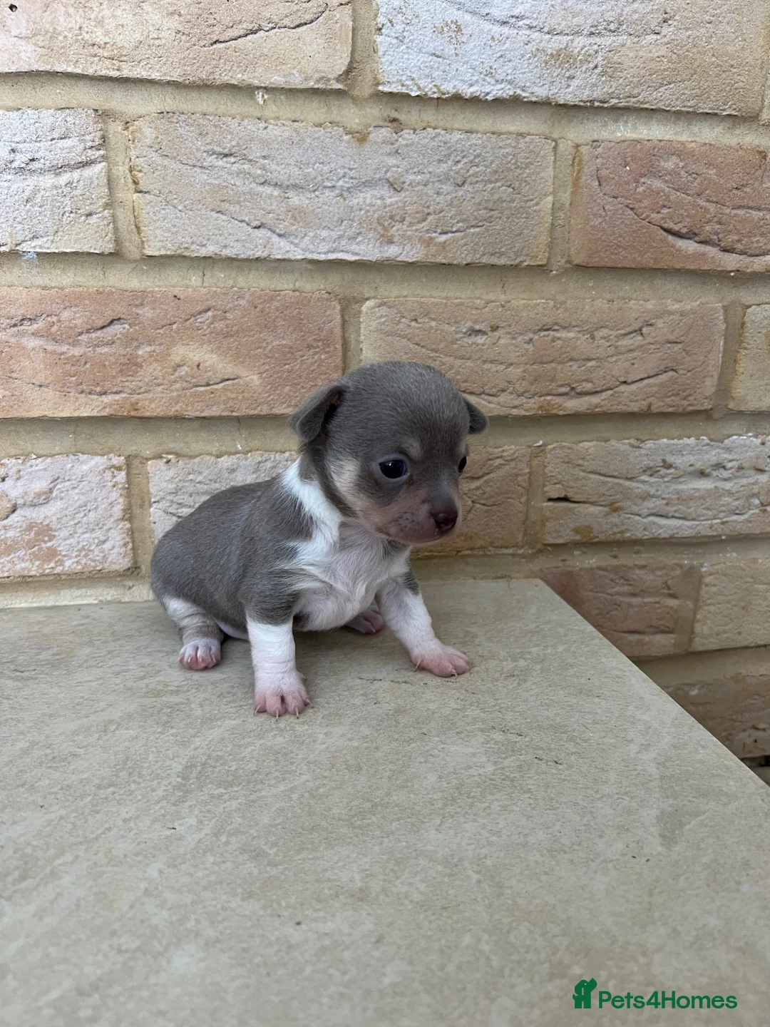 Chihuahua dogs for sale: Gorgeous tiny chihuahua puppies ready to reserve💜 - Advert 1