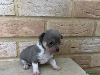 Chihuahua dogs Gorgeous tiny chihuahua puppies ready to reserve💜 - Advert 5