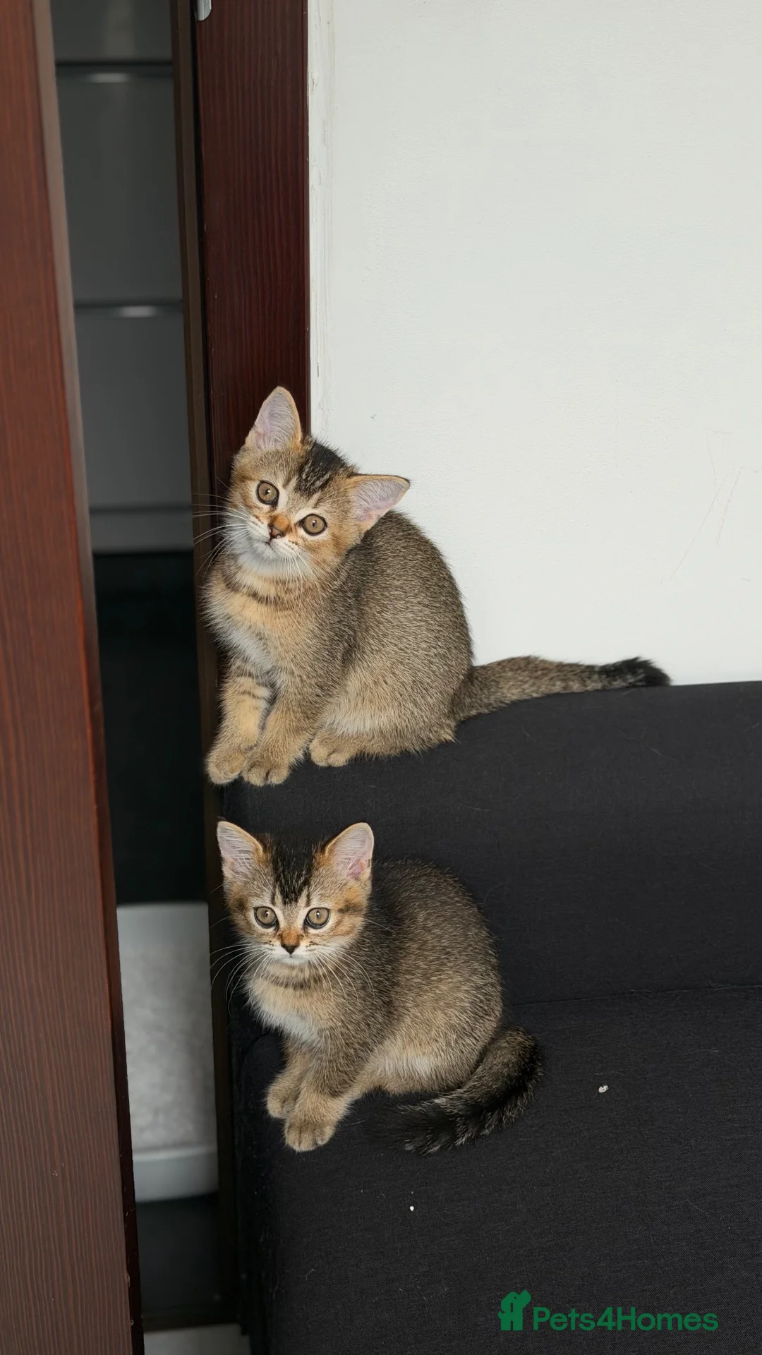 Scottish Fold cats for sale: Last 2 Scotish Straight kitten available  in Reading - Advert 1