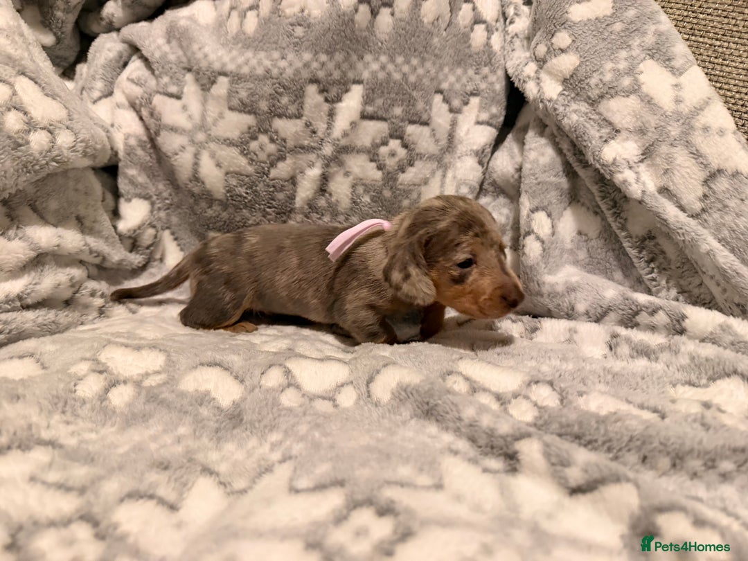 Miniature Dachshund dogs for sale: STUNNING miniature Daschunds  - Advert 7