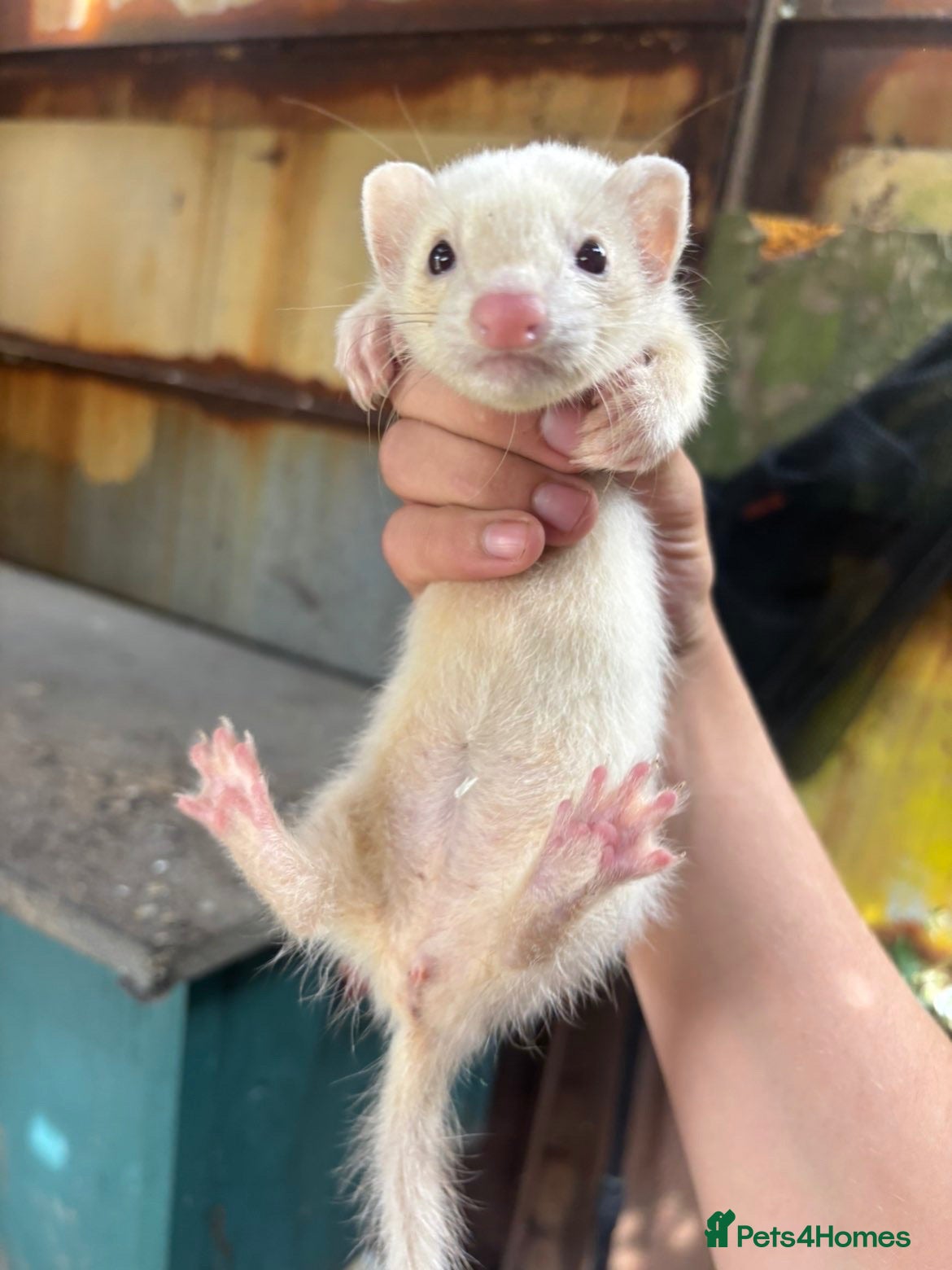Ferret rodents Jill for sale  - Advert 2