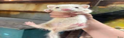 Ferret rodents for sale: Jill for sale  in Ebbw Vale - Advert 1