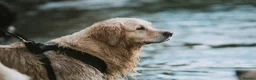 Golden Retriever dogs for stud: PROVEN KC Registered WOW  - Advert 1