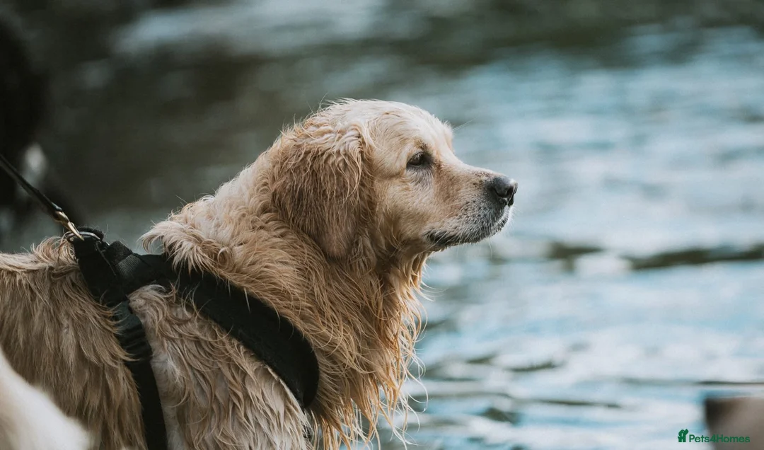 Golden Retriever dogs for stud: PROVEN KC Registered WOW  - Advert 1