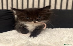 Ragdoll cats for sale: Tuxedo Ragdoll mix kittens - Image 10
