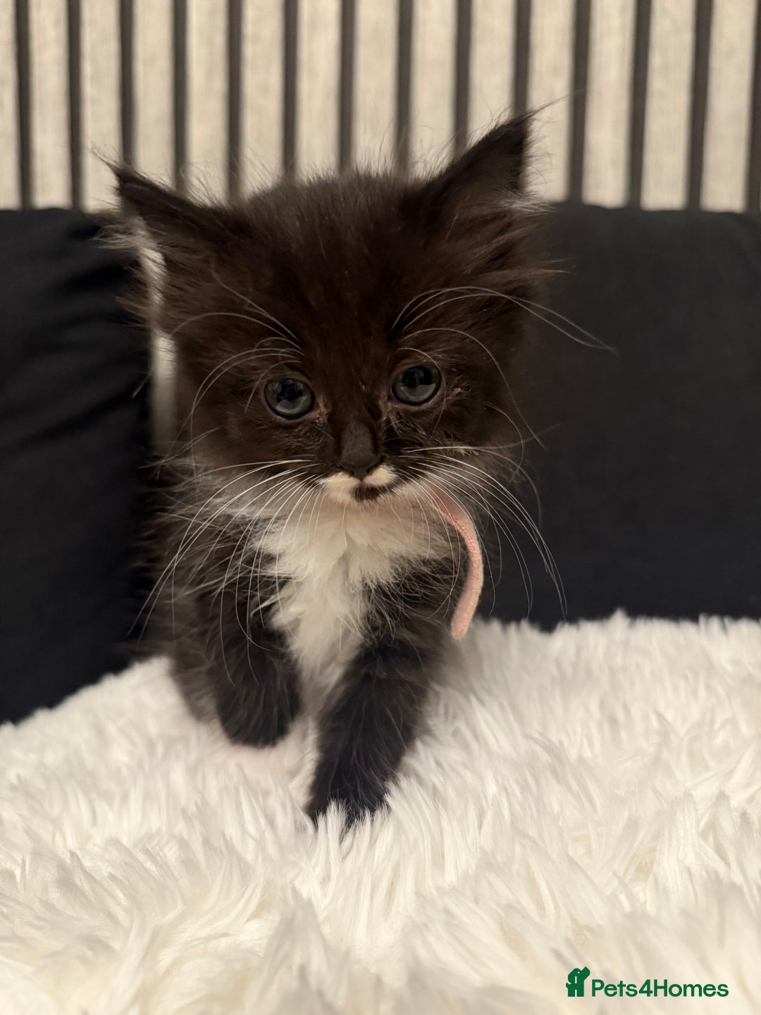 Ragdoll cats for sale: Tuxedo Ragdoll mix kittens - Image 10