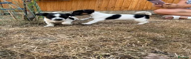 Jack Russell 2