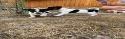 Jack Russell dogs for sale:  jack russell puppies  in Orpington - Advert 7