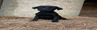 Labrador Retriever 4