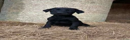 Labrador Retriever dogs for sale: OUTSTANDING LITTER OF BLACK & YELLOW PUPPIES - Advert 8