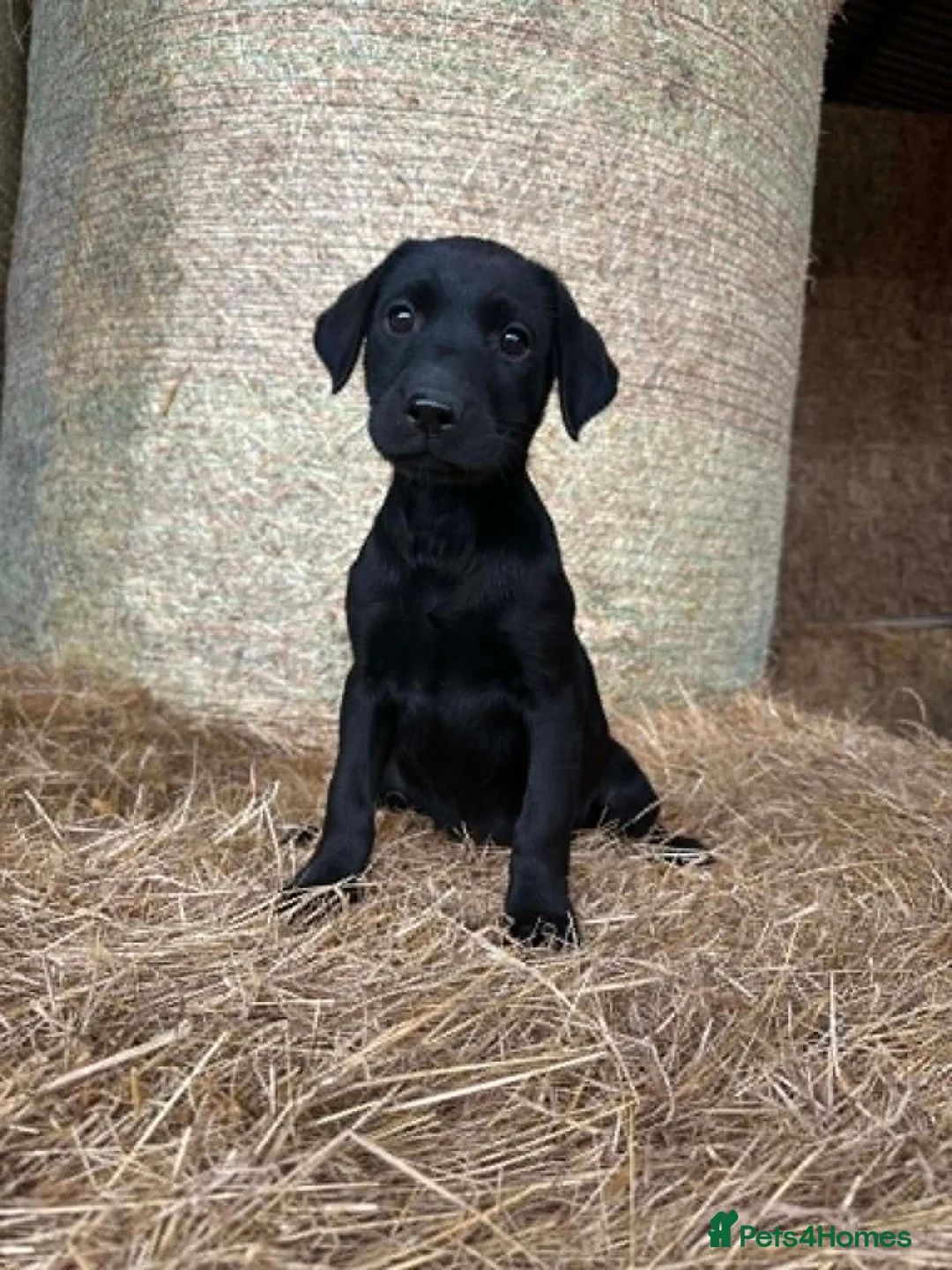 Labrador Retriever dogs for sale: OUTSTANDING LITTER OF BLACK & YELLOW PUPPIES - Advert 34