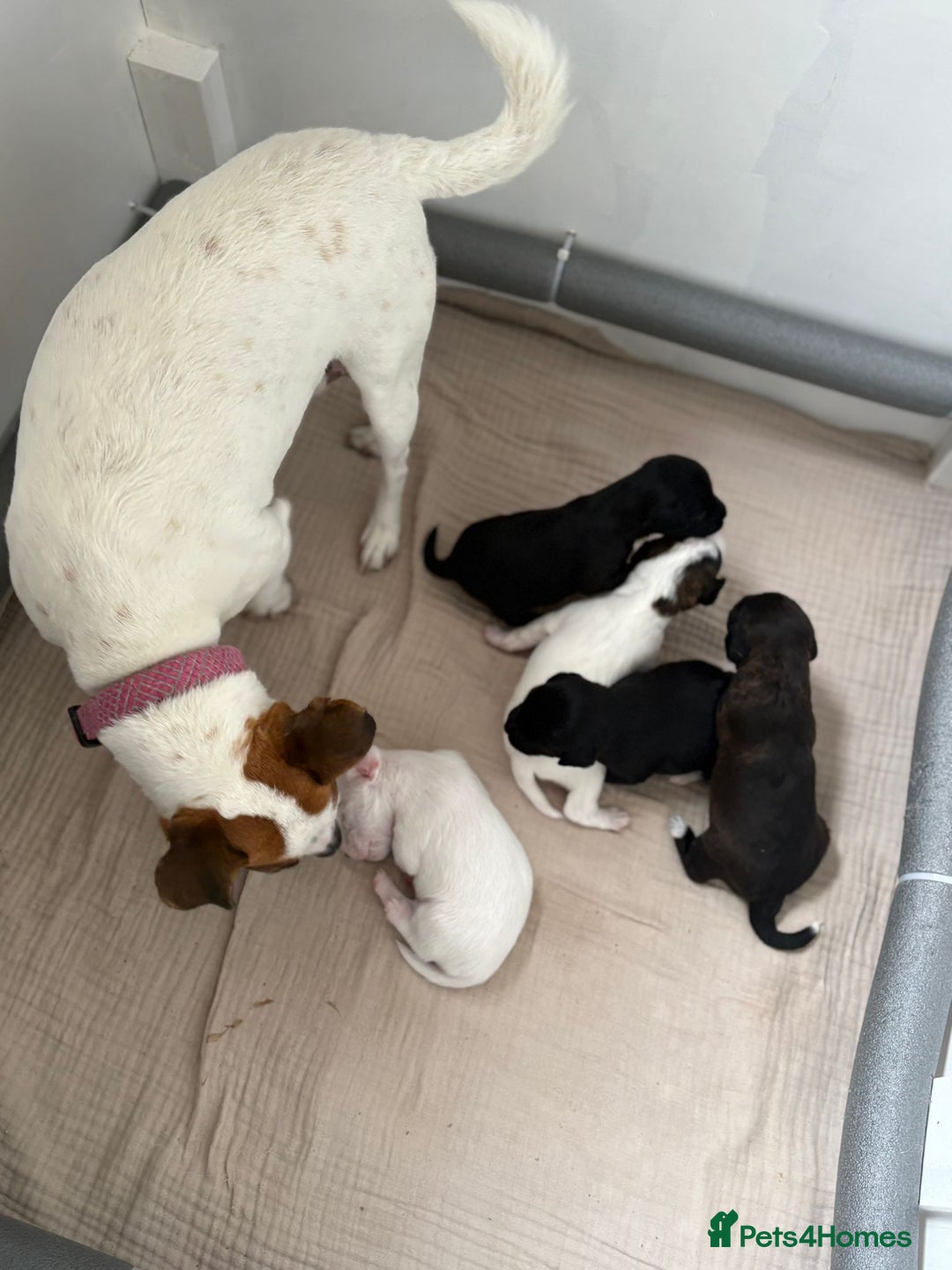 Mixed Breed dogs for sale: Jack Russel x Cockapoo Puppies - Image 28