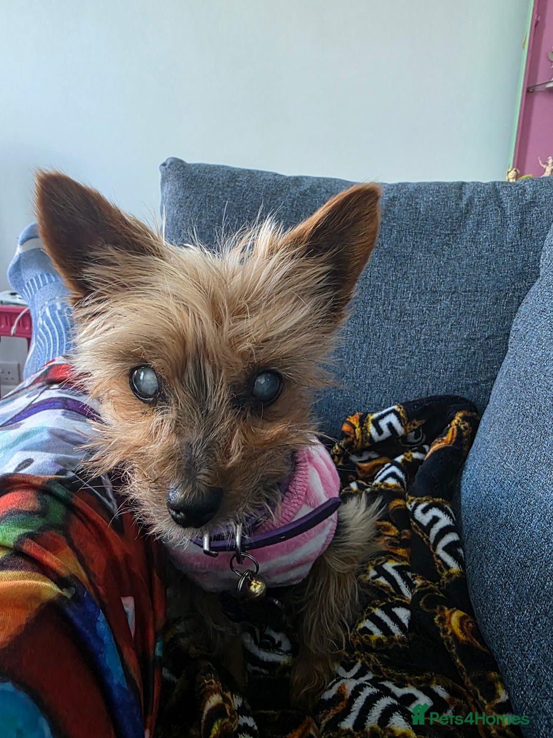 Yorkshire Terrier dogs for sale:  **  yorkie female - Advert 2
